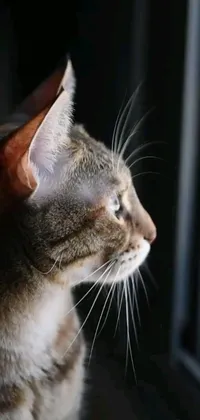 This live cat wallpaper captures a stunning close-up of a feline gazing out of a window in 2020