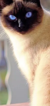 This live wallpaper features an adorable siamese cat sitting on a table