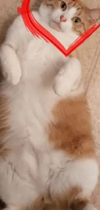 "Looking for a delightful phone wallpaper? Look no further than this charming live wallpaper featuring a cute and cuddly cat! Adorable in every way, this fluffy red and white feline sits on its back with a heart-shaped object on its head