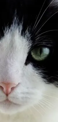 This live wallpaper features a black and white feline with green eyes
