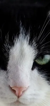 This phone live wallpaper offers a captivating close up of a black and white feline with mesmerizing green eyes