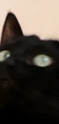 This phone live wallpaper showcases a black cat with green eyes on a Reddit themed background with a retro VHS aesthetic