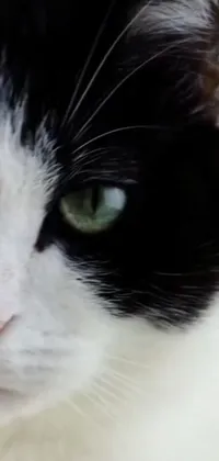 This live wallpaper features a close-up view of a black and white cat with green eyes, showing off its white nose and whiskers