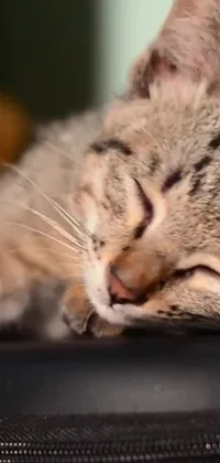 This phone wallpaper features a stunning close-up of a young lynx sleeping on a suitcase