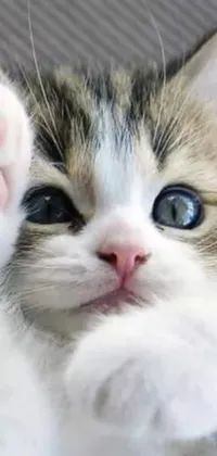 This live wallpaper features an adorable close up of a cat with its paw gently lifted in the air