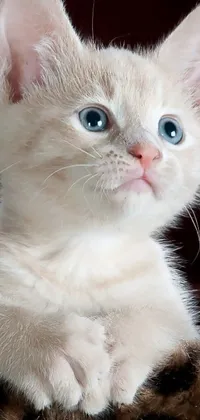 This cute live wallpaper features a white kitten with piercing blue eyes seated on a leopard print blanket