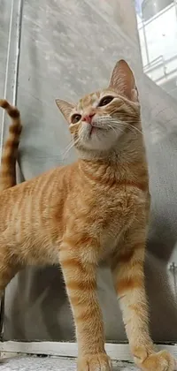 This phone live wallpaper features an adorable orange cat standing on a window sill waving and smiling