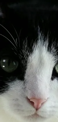 Get this stunning animated live wallpaper for your mobile phone - a breathtaking closeup of a black and white feline with piercing green eyes