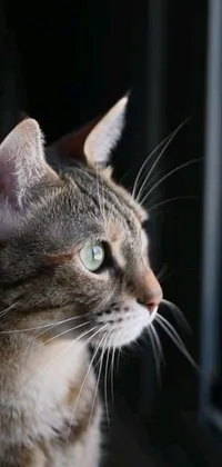 The phone live wallpaper features a captivating close up photograph of a cat gazing outside a window