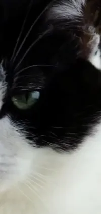 Looking for a stunning and serene live wallpaper for your phone? Check out this black and white cat with green eyes, gazing directly at you, as if contemplating its surroundings