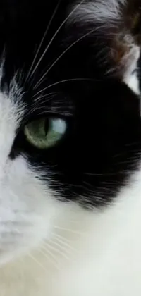 This phone live wallpaper showcases an alluring close-up of a black and white felis catus with captivating green eyes