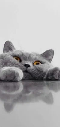 This live wallpaper features a realistic gray cat laying on a table in a shrugging position