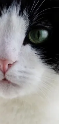 This stunning live wallpaper showcases a photorealistic, nature documentary still of a black and white cat with striking green eyes
