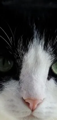 This phone live wallpaper features a high-resolution black and white close-up of a cat with breathtaking green eyes and sharp whiskers
