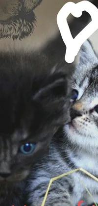 This live phone wallpaper showcases two cute kittens sitting together in front of a pastel picture background with a Reddit banner