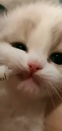 This live wallpaper for your phone features a photorealistic close-up of a cat with a thermometer in its mouth, surrounded by cute kittens
