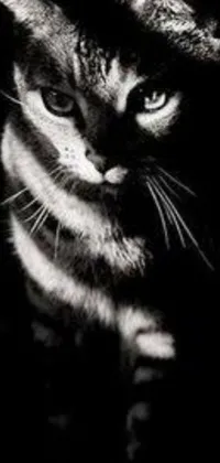 Looking for a stunning phone live wallpaper? Check out this amazing black and white photo of a cat with a chiaroscuro effect! The image creates dramatic contrast between light and shadow, giving the impression of a fierce warrior cat