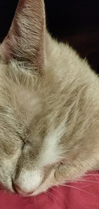 This phone live wallpaper is a delightful sight for any cat lover