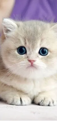 This phone live wallpaper features an up-close image of a darling kitten resting on a table