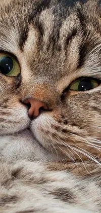 This live wallpaper showcases a close-up of a cat with green eyes, small square nose, and a Garfield-like face