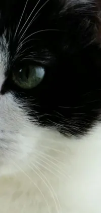 This phone live wallpaper showcases a striking black and white cat with mesmerizing green eyes