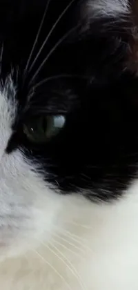 Introduce the phone live wallpaper of a cute black and white cat's face, featuring smooth chin, peppered nose, and deep green eyes that follow your touch over the screen
