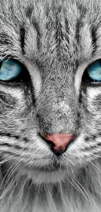 This live wallpaper features a close-up of a majestic cat with striking blue eyes, rendered digitally in a stunning silver and blue color scheme