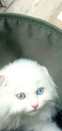 This stunning phone live wallpaper showcases a cute white cat resting inside a bright green bag with captivating blue eyes