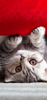 This lively phone wallpaper showcases an adorable cat laying on its back, presenting a close-up image of its upturned face with hands streched above