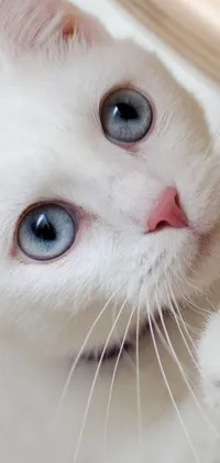 This live phone wallpaper boasts an ultra-realistic depiction of a white cat with gorgeous blue eyes