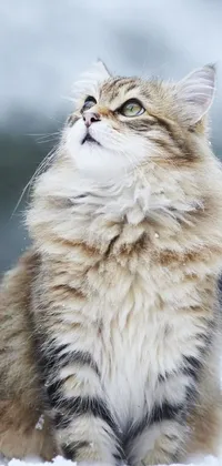 Discover a charming phone live wallpaper by a visual artist featuring a peaceful cat in the snow gazing up at the sky