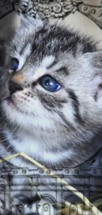 This phone live wallpaper features a captivating close-up of a content cat with blue eyes in outer space