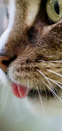 Carnivore Snout Cat Live Wallpaper