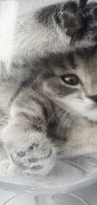 This phone live wallpaper captures the charm of a playful kitten inside a glass bowl