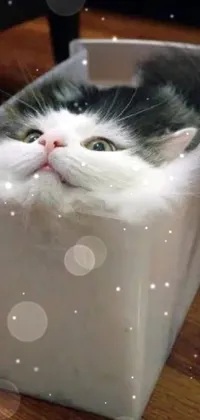 This live wallpaper showcases a cute black and white cat perched inside a plastic container, surrounded by falling geometric Tetris blocks