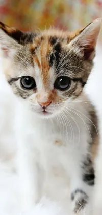 This phone live wallpaper showcases a cute and furry kitten sitting on a white blanket