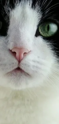 This black and white cat phone live wallpaper captures photorealistic 4k close up details, spotted from a nature documentary