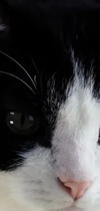 This phone live wallpaper showcases a close-up of an adorable black and white cat with striking green eyes