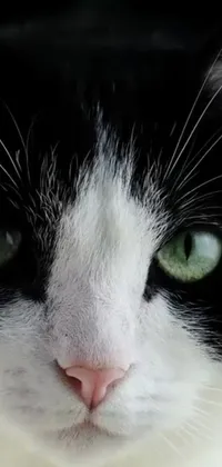 Experience the mesmerizing beauty of a black and white cat with piercing green eyes on your phone with this live wallpaper