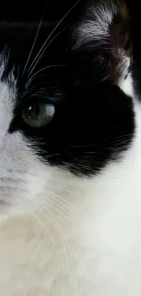 This phone live wallpaper features a striking close-up of a black and white cat's face, complete with piercing yellow eyes and sharp whiskers, designed to add elegance and sophistication to your device