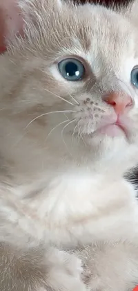 This phone live wallpaper features a stunning close-up shot of a realistic white cat