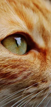 This phone wallpaper displays a close-up of a stunning orange cat with stunning green eyes