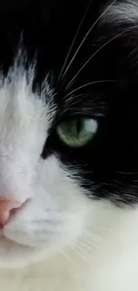 This stunning phone live wallpaper features a cute black and white cat with piercing green eyes, showcased in a front closeup