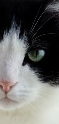 This live wallpaper features a stunning close-up shot of a black and white cat with green eyes