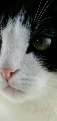This phone live wallpaper showcases a beautiful close-up of a black and white cat with striking green eyes