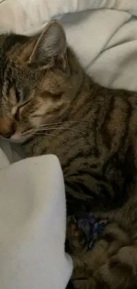 This live wallpaper features a charming close-up of a sleeping cat on a cozy bed
