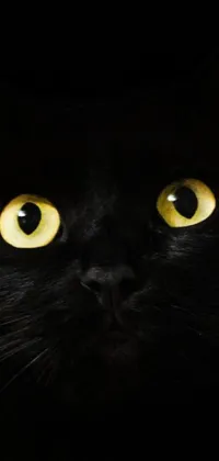 This phone live wallpaper showcases a striking close-up shot of a black cat with yellow eyes, shot from a worm's eye view against a nighttime skyline