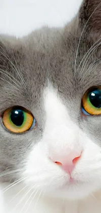 This phone live wallpaper shows a hyper-realistic close-up image of a gray and white cat with yellow eyes and a white muzzle