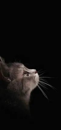 Experience the allure of the mysterious feline with this enchanting phone live wallpaper
