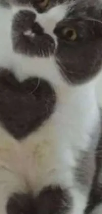 Get ready to add some feline charm to your phone with this adorable live wallpaper! Featuring a close-up image of a cute cat with a heart-shaped marking on its chest, captured in a demure and calming style using the sōsaku hanga technique, this wallpaper is available in a high-quality 240p resolution